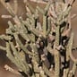 Cylindropuntia ramosissima       (dw)