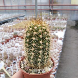 Trichocereus-Hybr. cv. Nomeperdensis