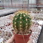 Trichocereus-Hybr. cv. Nomeperdensis