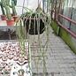 Cynanchum marnierianum