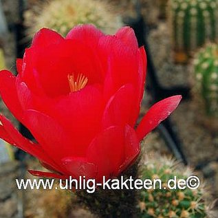 Echinopsis-Hybr. `Gräser 507`