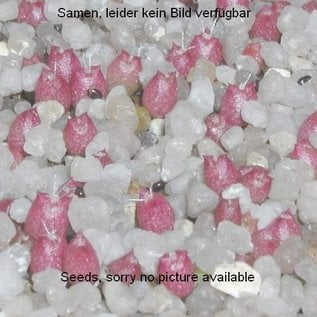 Frailea piltzii VOS 1230       (Seeds)