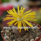 Lithops aucampiae