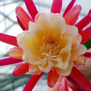 Epiphyllum-Hybr. Liane Paetz