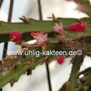 Rhipsalis spec.  HU 1101 Loreto, Rio Grande do Sul, Brasilien