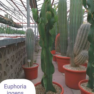 Euphorbia ingens  nur ohne Topf und Erde