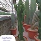 Euphorbia ingens  nur ohne Topf und Erde