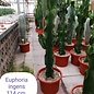 Euphorbia ingens  nur ohne Topf und Erde