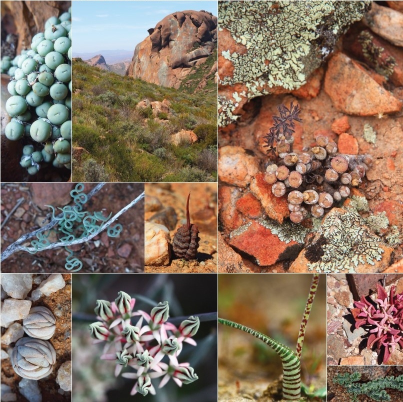 Florent Grenier - Secrets of Namaqualand Succulents - Uhlig