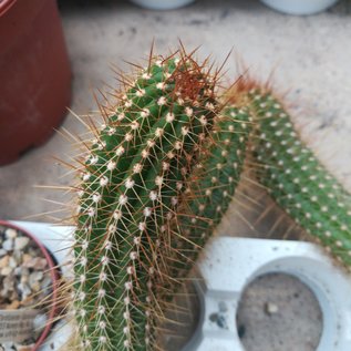 Trichocereus huascha cv. Albiflora