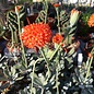 Senecio fulgens