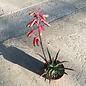 Aloe fragilis   Vohemar, Madagaskar   CITES, not outside EU