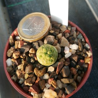 Pseudolithos migiurtinus