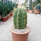 Trichocereus terscheckii