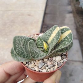 Gasteria maculata variegata
