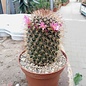 Mammillaria ernestii