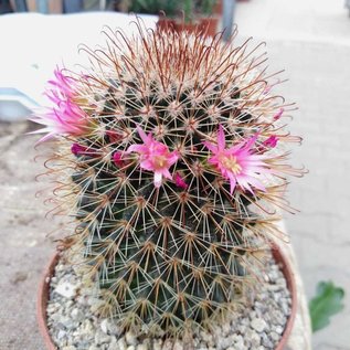 Mammillaria ernestii