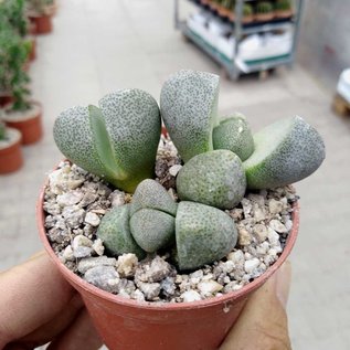 Pleiospilos nelii