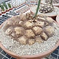 Dioscorea mexicana syn. Macrostachya XL