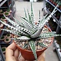 Haworthia fasciulata Big Band-Albino