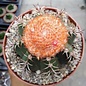 Melocactus matanzanus mit Cephalium