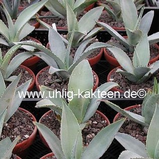 Agave guiengola