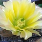 Echinocereus pectinatus   Luis Moya, Dgo