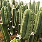 Trichocereus scopulicola        (Graines)