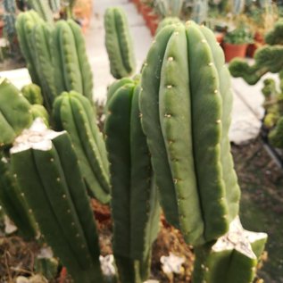 Trichocereus scopulicola        (Graines)