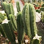 Trichocereus scopulicola        (Graines)