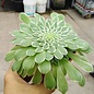 Aeonium tabuliforme variegata