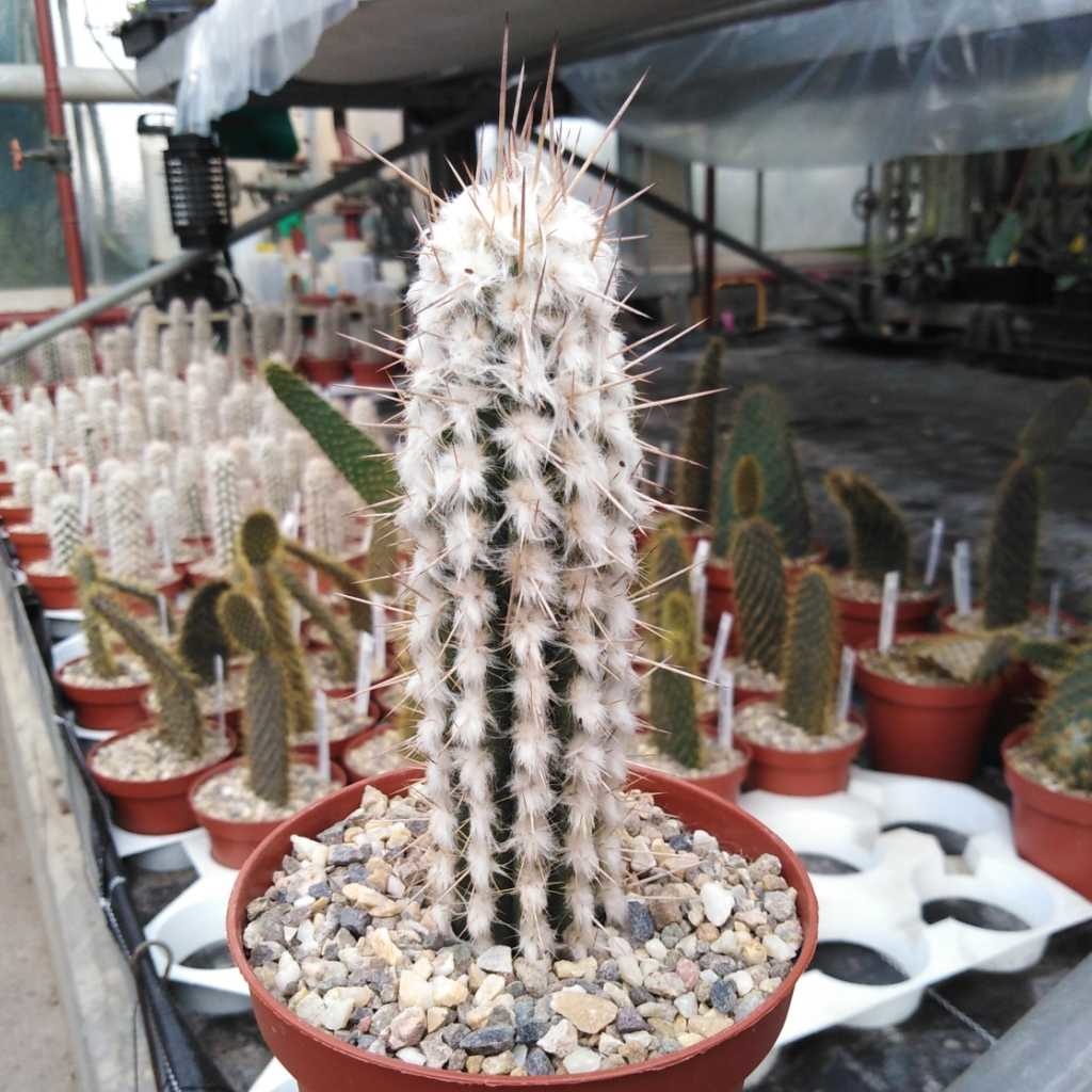 Eulychnia saintpieana Uhlig Kakteen Über 5000 verschiedene Arten