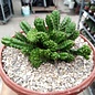 Euphorbia enopla cv. Emerald    cristata