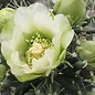 Cylindropuntia imbricata cv. weiße Blüte  Canyon City, Fremont Co., Colorado, USA    (dw)