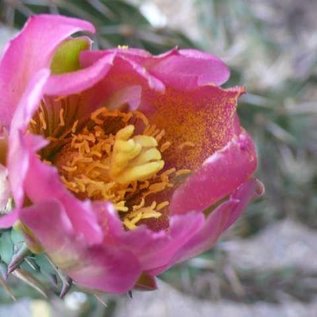 Cylindropuntia viridiflora  SB 957 Santa Fe County, New Mexico, USA    (dw)