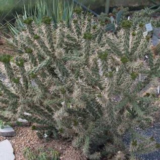 Cylindropuntia viridiflora  SB 957 Santa Fe County, New Mexico, USA    (dw)