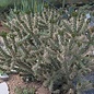 Cylindropuntia viridiflora  SB 957 Santa Fe County, New Mexico, USA    (dw)