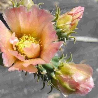 Cylindropuntia viridiflora cv. Frank      (dw)