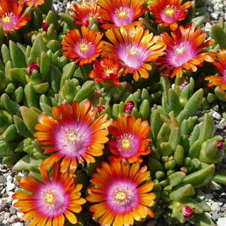 Delosperma cv. Indian Summer       (dw)