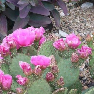 Opuntia basilaris v. ramosa      (dw)