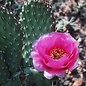 Opuntia basilaris-Hybr. Berlin      (dw)