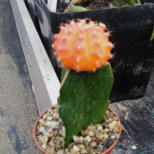 Gymnocalycium mihanovichii cv. Light Orange Cap   gepfr.