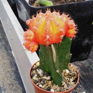 Gymnocalycium mihanovichii cv. Orange Cap    gepfr.