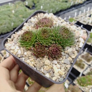 Sempervivum Amazone       (dw)