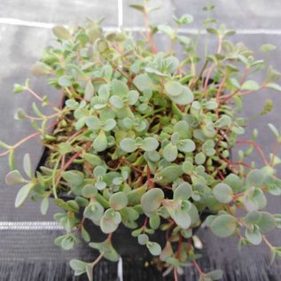 Sedum cyaneum cv. Sachalin      (dw)