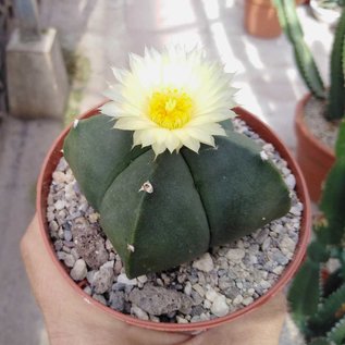 Astrophytum myriostigma v. nudum cv. quadricostata