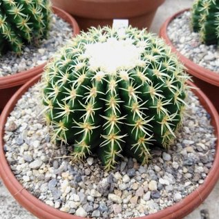 Echinocactus grusonii cv. Crassibrevispinus