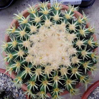 Echinocactus grusonii cv. Crassibrevispinus