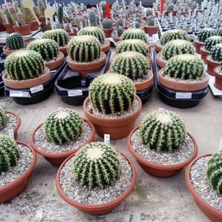 Echinocactus grusonii cv. Crassibrevispinus