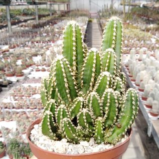 Cereus tetragonus cv. Fairy Castle